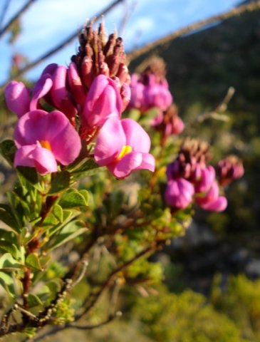 Hypocalyptus sophoroides nectar guides
